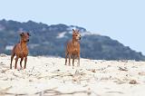 PINSCHER NAIN 021